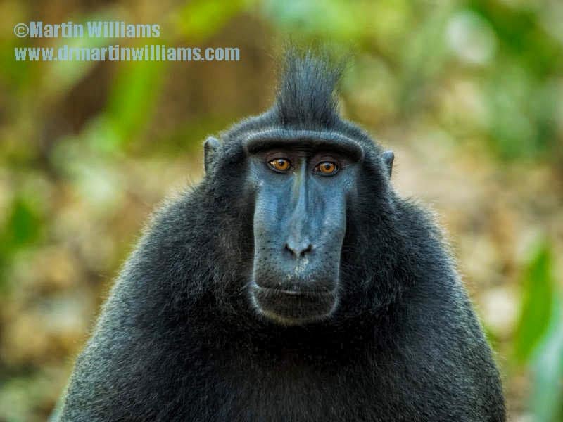 sulawesi black macaque2015Aug17_0517_DxO