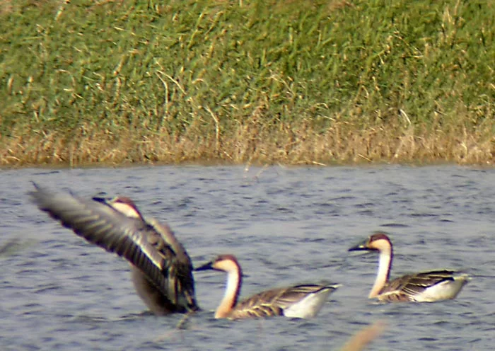 Wuliansuhai Birds, Inner Mongolia