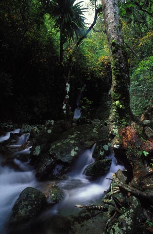 ng tung chai