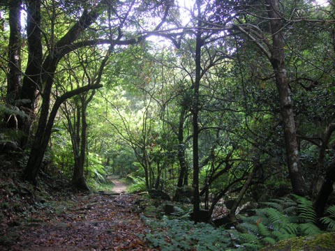 tai po kau