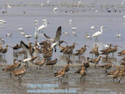Deep Bay wetland in Hong Kong – internationally important, especially for water birds
