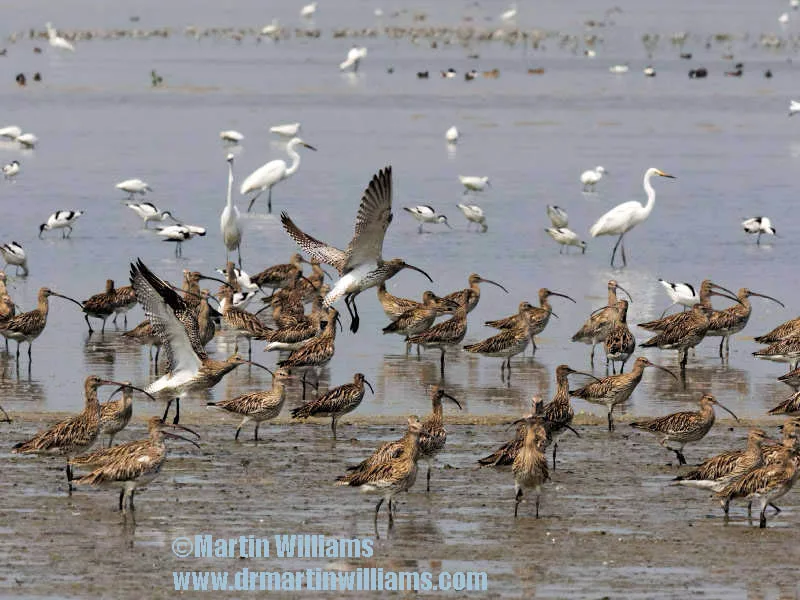 Deep Bay wetland in Hong Kong – internationally important, especially for water birds