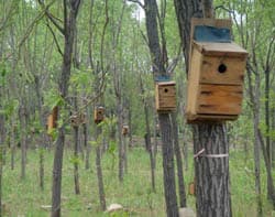 many nestboxes no birds