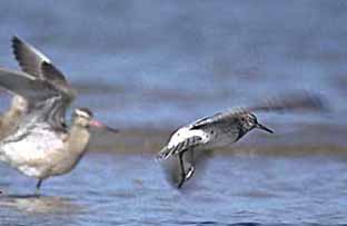 Bar-tailed Godwit with Great Knot