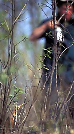 chestnut bittern