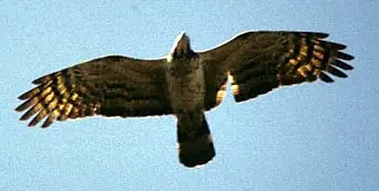 oriental honey buzzard