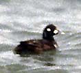 Harlequin Duck