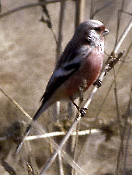 Long-tailed Rosefinch