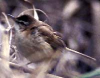 Manchurian Paddyfield Warbler