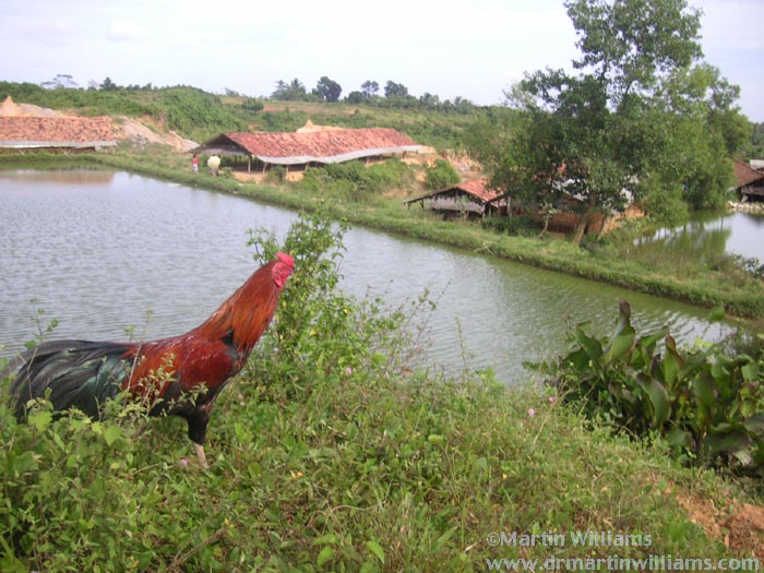 Indonesian Catfish Farm – of type linked to bird flu spread?
