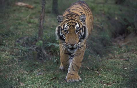 Sightings of Siberian tigers increase in Northeast China national park -  Global Times