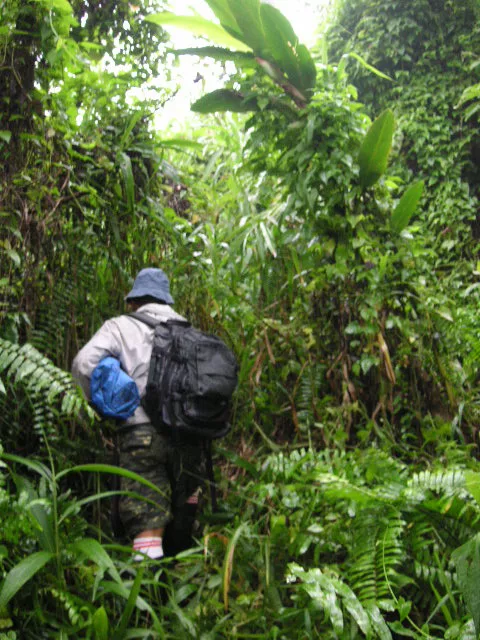 Philippine Eagle conservation on Mindanao: bringing back Ol’ Blue Eyes