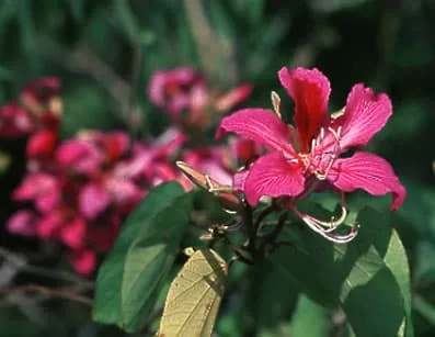 Bauhinia – Hong Kong orchid tree