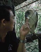 Captive breeding Philippine Eagles
