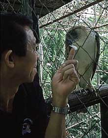 Keeper of the Kings: Captive breeding Philippine Eagles