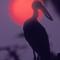 openbill storks