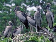Openbill Storks resurgence in Thailand