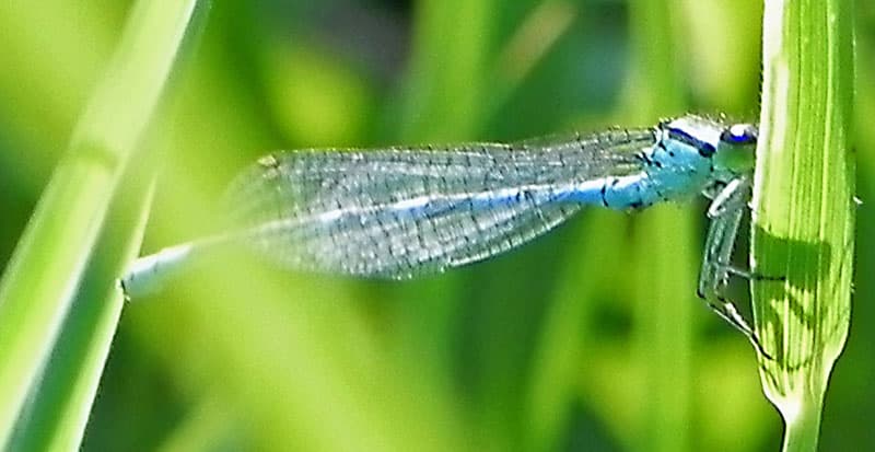 damselfly w nikon p100