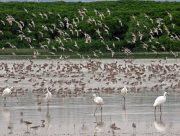 mai-po-egrets-shorebird-flocks-mangroves2011Nov10800px