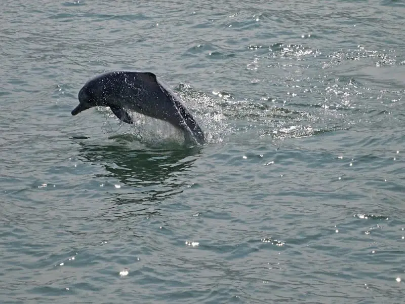 chinese-white-dolphin-jumping2012Nov02_1768800px