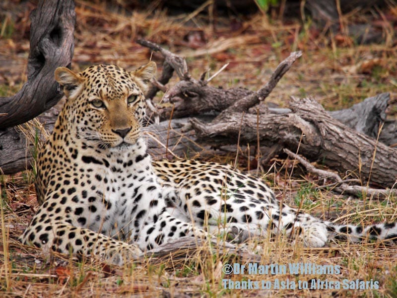 leopard-mum-kings-pool20131130_0828800px