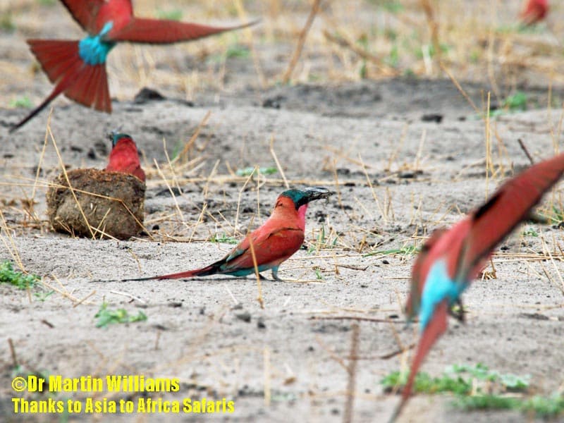 carmine bee-eaters