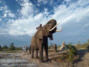 Botswana wildlife bonanza in Okavango Delta and along Linyanti River
