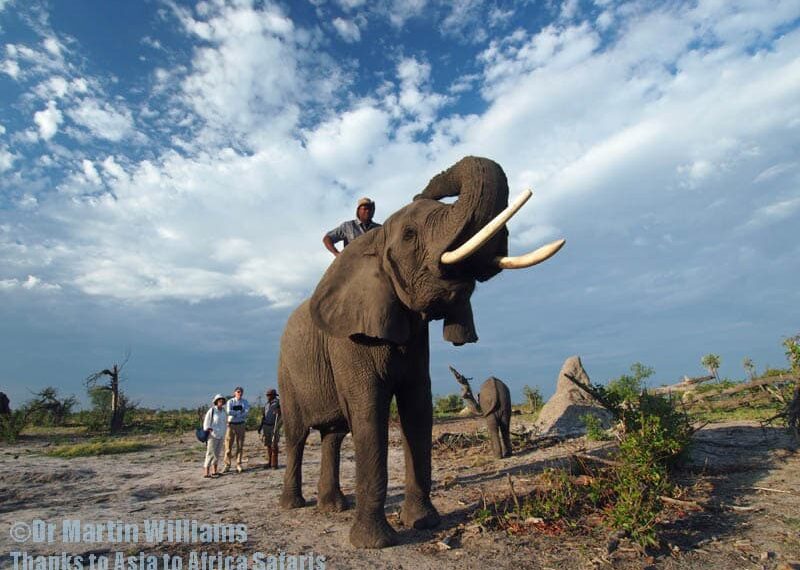 cathy-the-elephant-w-trunk-back-abu20131128_1599800px