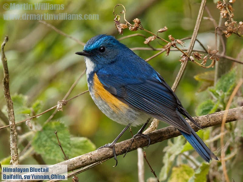 himalayan_bluetail2016_03_27_gaoligongshan_0365_dxo