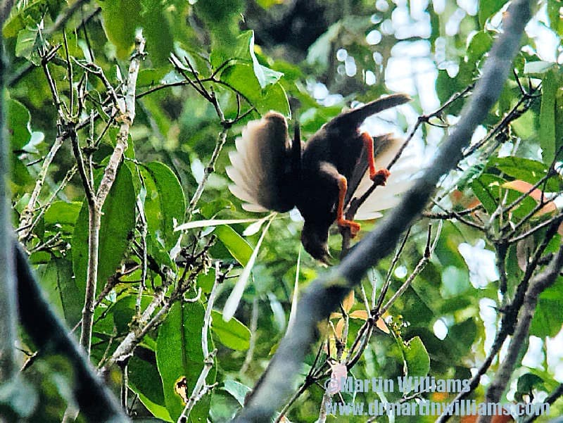 To the Spice Islands of Wallacea, eastern Indonesia