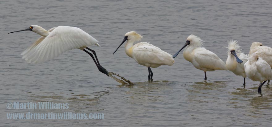 black-faced spoonbills