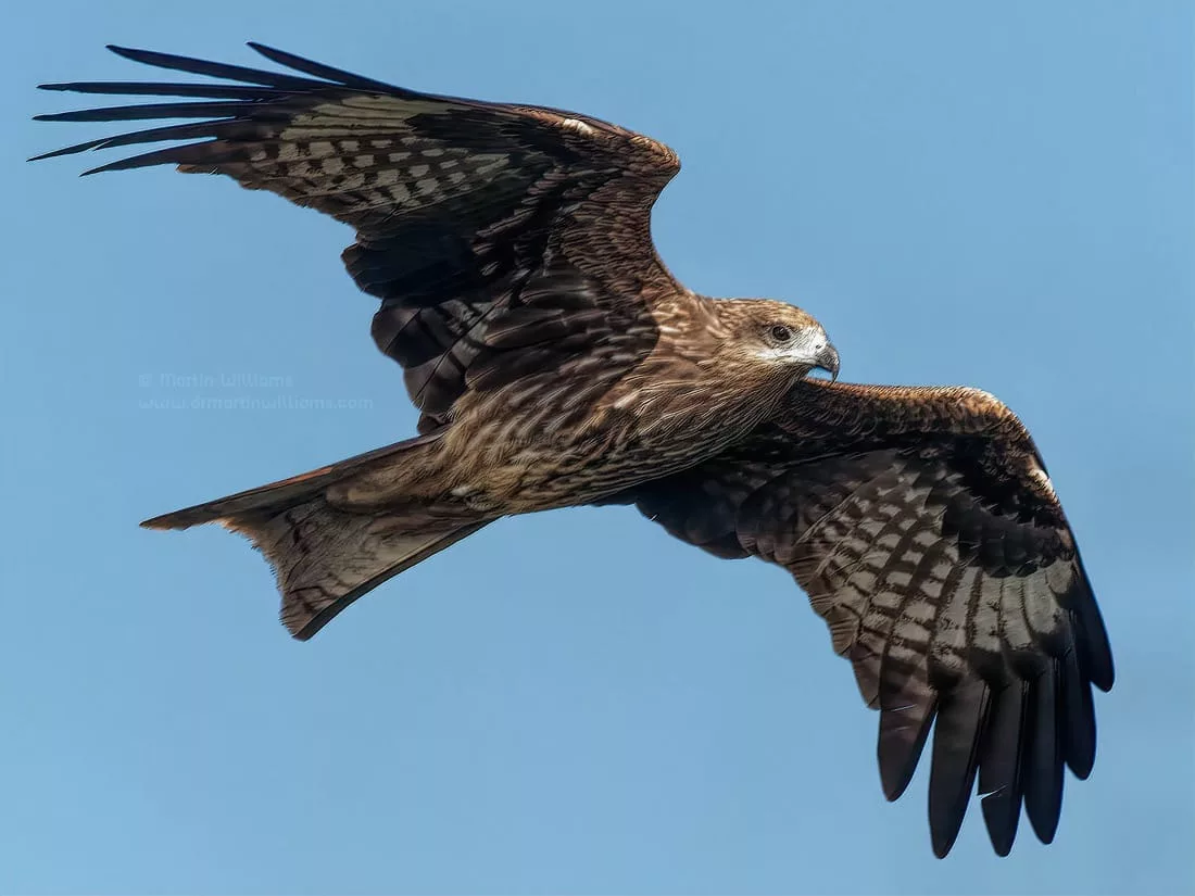 Hong Kong Black Kites