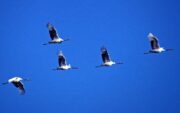 Beidaihe – Bird Migration Hub of the Orient