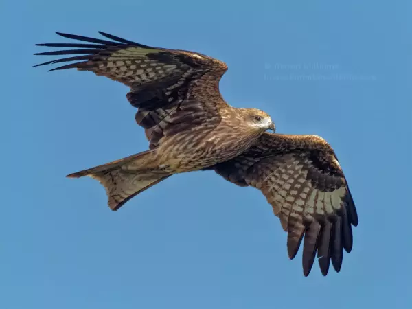 Black Kite overhead, Hong Kong photography art print