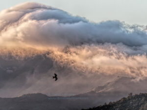 Black Kite against late afternoon mist over Lantau DocMartin photo print