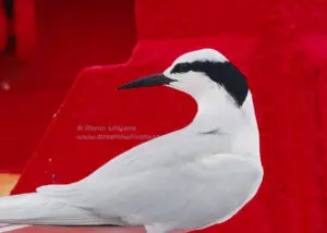 Black-naped Tern on a red buoy