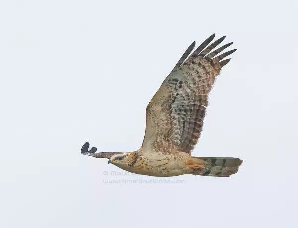 Crested Honey Buzzard migrating over Lantau, Hong Kong photography art print