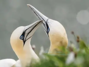 Gannet pair greeting at Bempton Cliffs, England