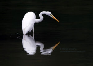 Great Egret and Reflection - DocMartin photo print