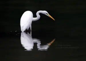 Great Egret and Reflection