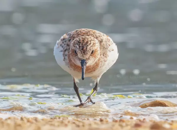Red-necked Stint at Shui Hau, Lantau, Hong Kong photography art print