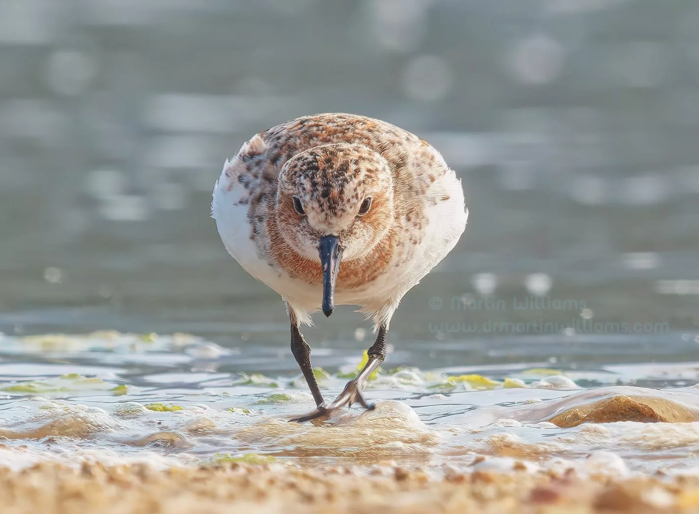 Wildlife