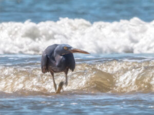 Reef Egret in surf at Pui O - artified DocMartin photo print