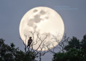 Black Kite and full moon, Cheung Chau