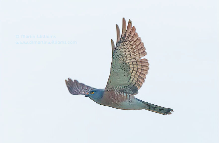 Birds of Prey Passing Hong Kong in Spring Help Reveal Wonders of Migration