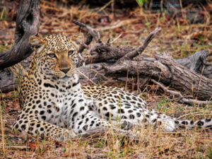 Relaxed leopard in Botswana - DocMartin photo print