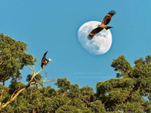 lesser frigatebird rising moon mobbing black kite cheung chau