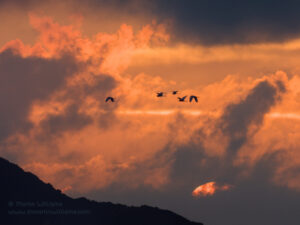 Egrets against sunset sky Hong Kong - DocMartin photo print