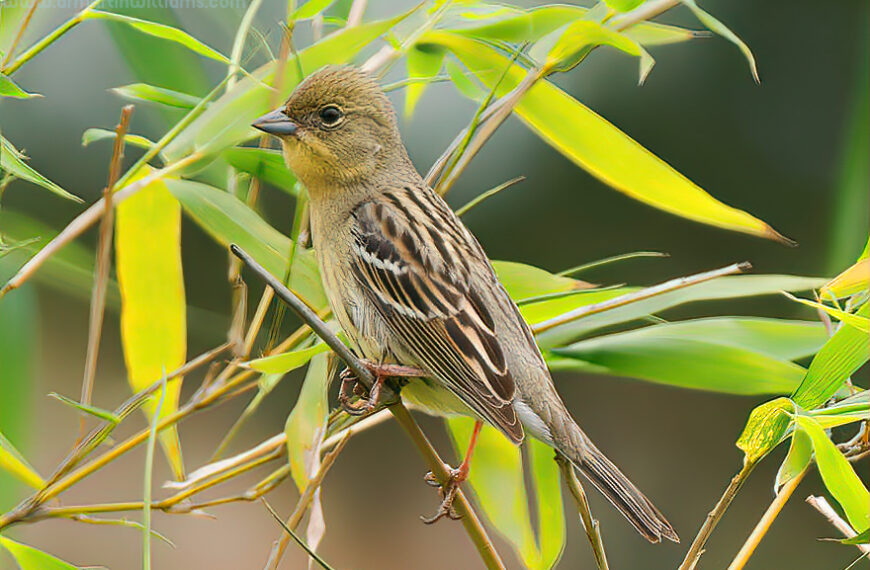 Japanese Yellow Bunting merits concern regarding status with low numbers recorded and vulnerability to trapping