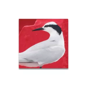 Black-naped Tern on Red Buoy Framed Canvas Print 16"x16"
